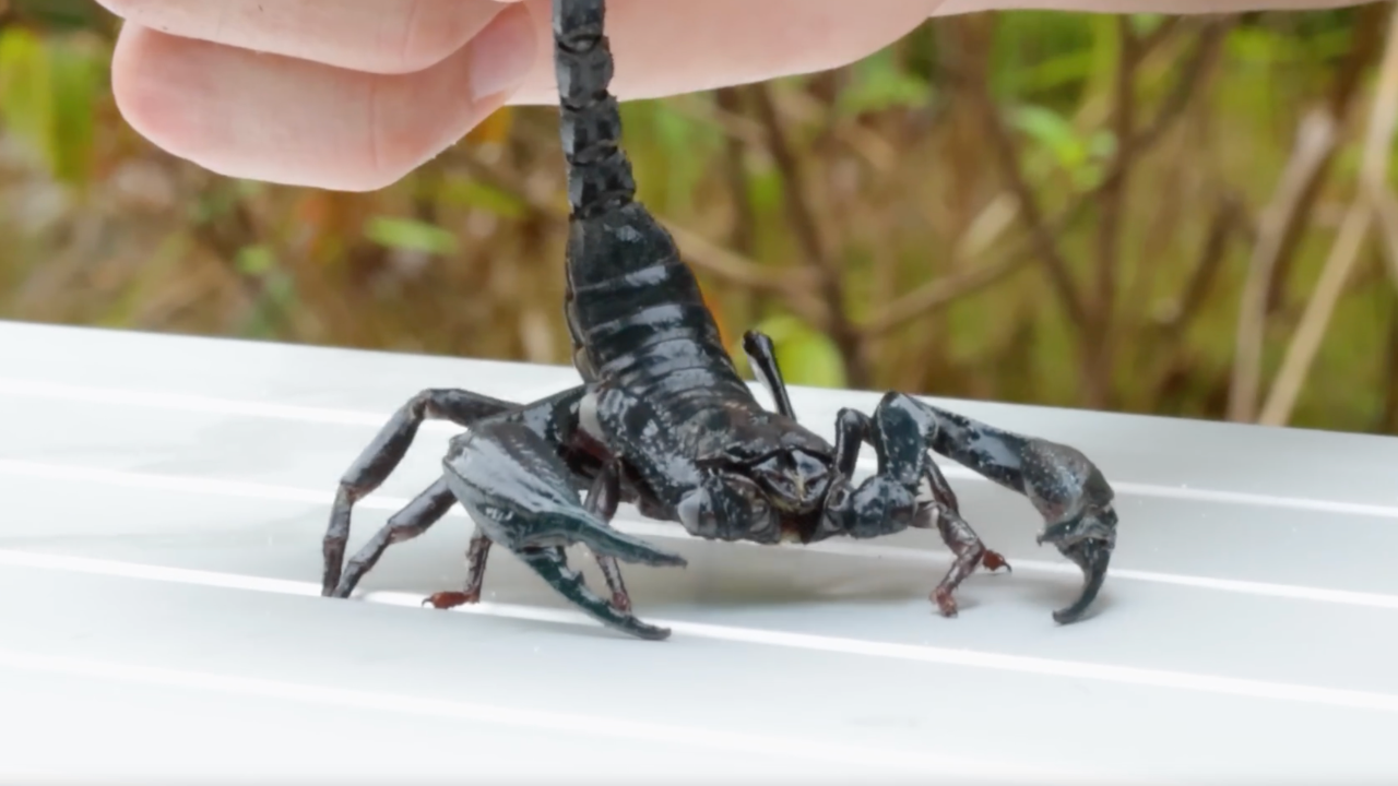 Does the world's largest scorpion have the worst sting?