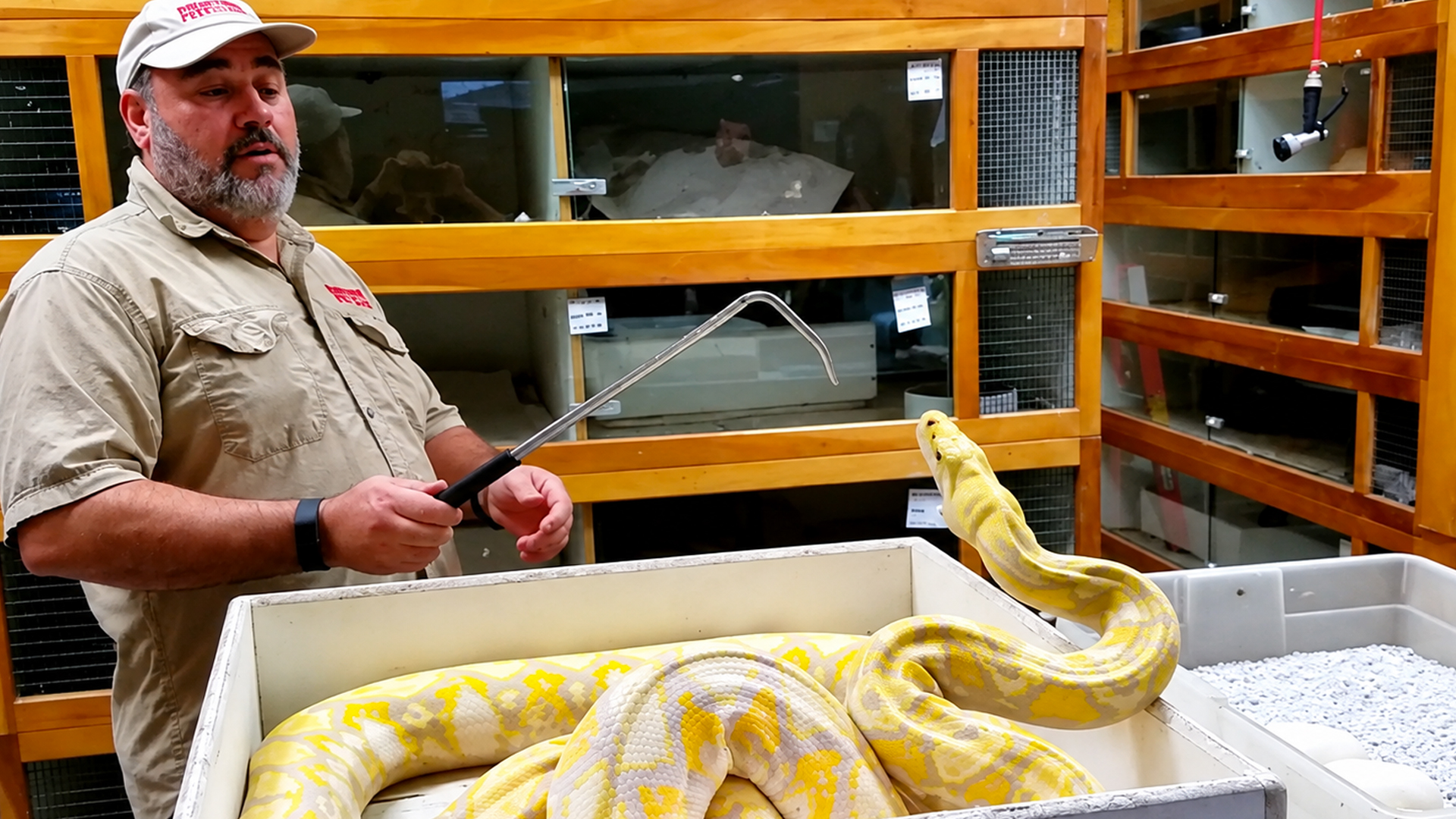 Python strikes! Why this mother snake is so aggressive