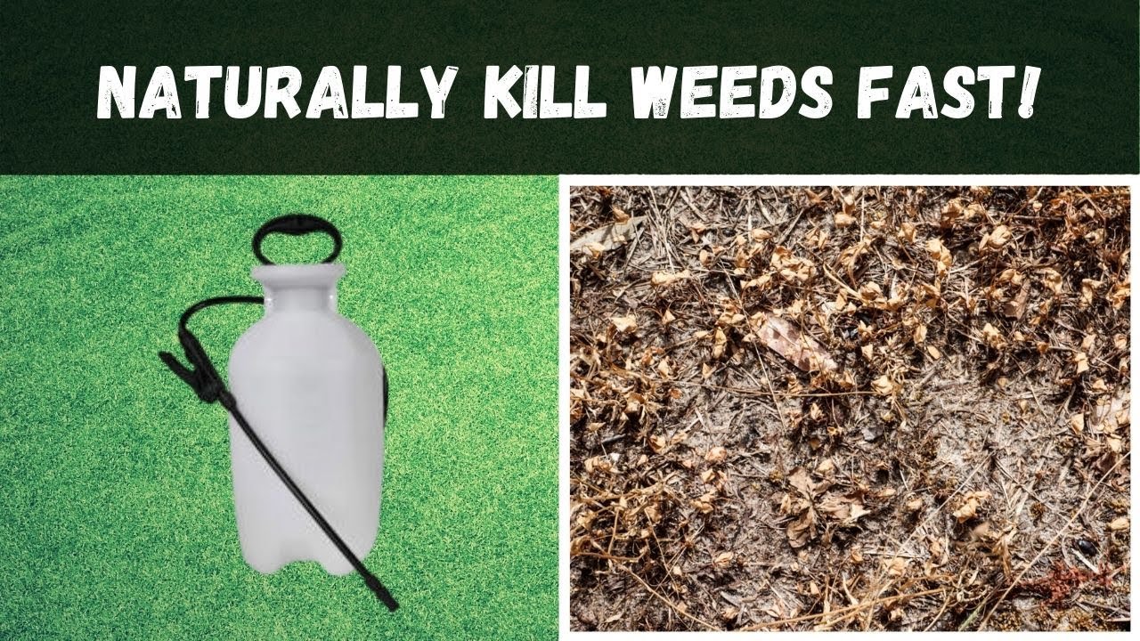 Homemade weed killer | How to make your own organic weed killer