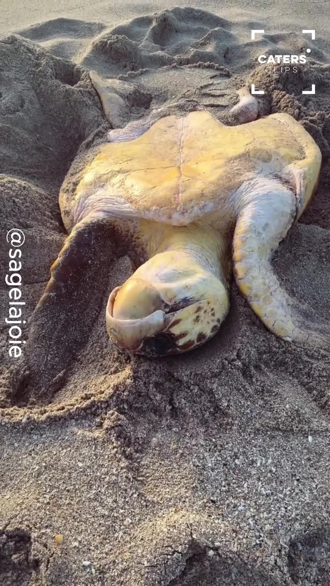 Stranded sea turtle struggles on beach as help arrives