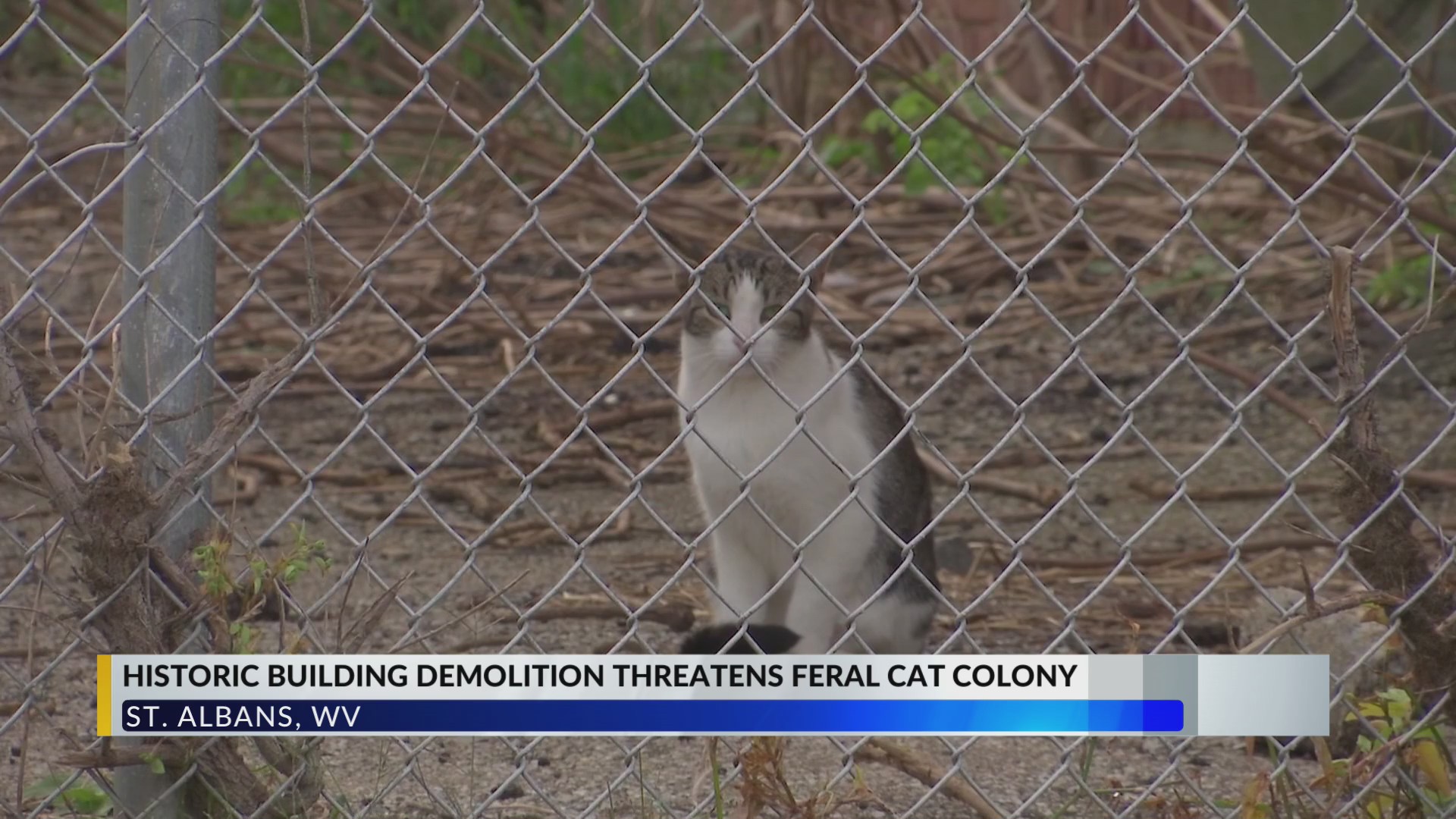 Historic building demolition threatens feral cat colony