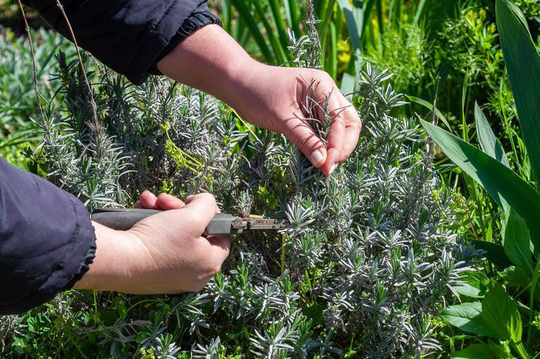 Prune 13 plants in October for healthier growth next year — time is ...