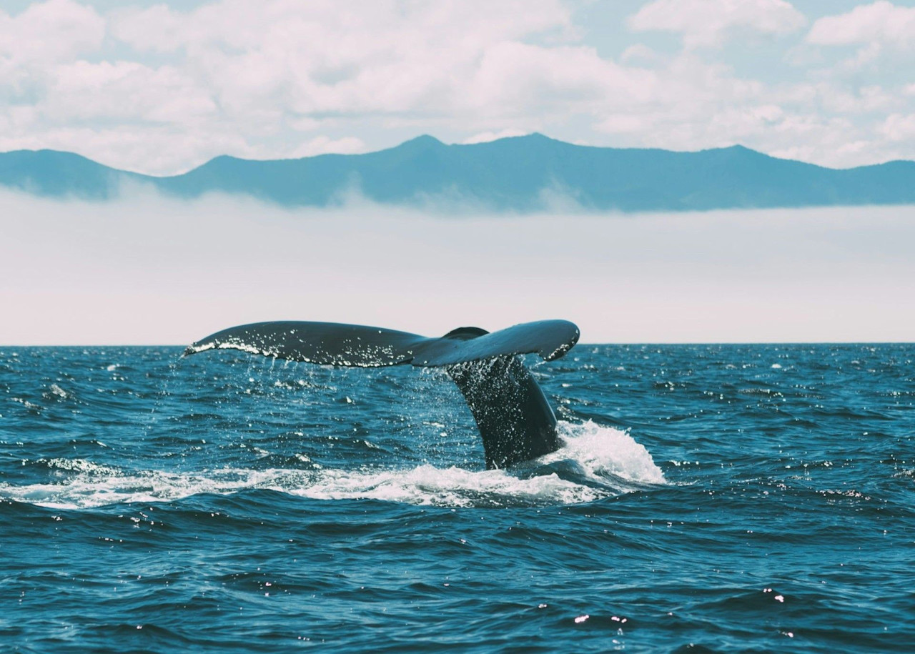 Canada announces a 'historic' $1.2B investment for ocean conservation