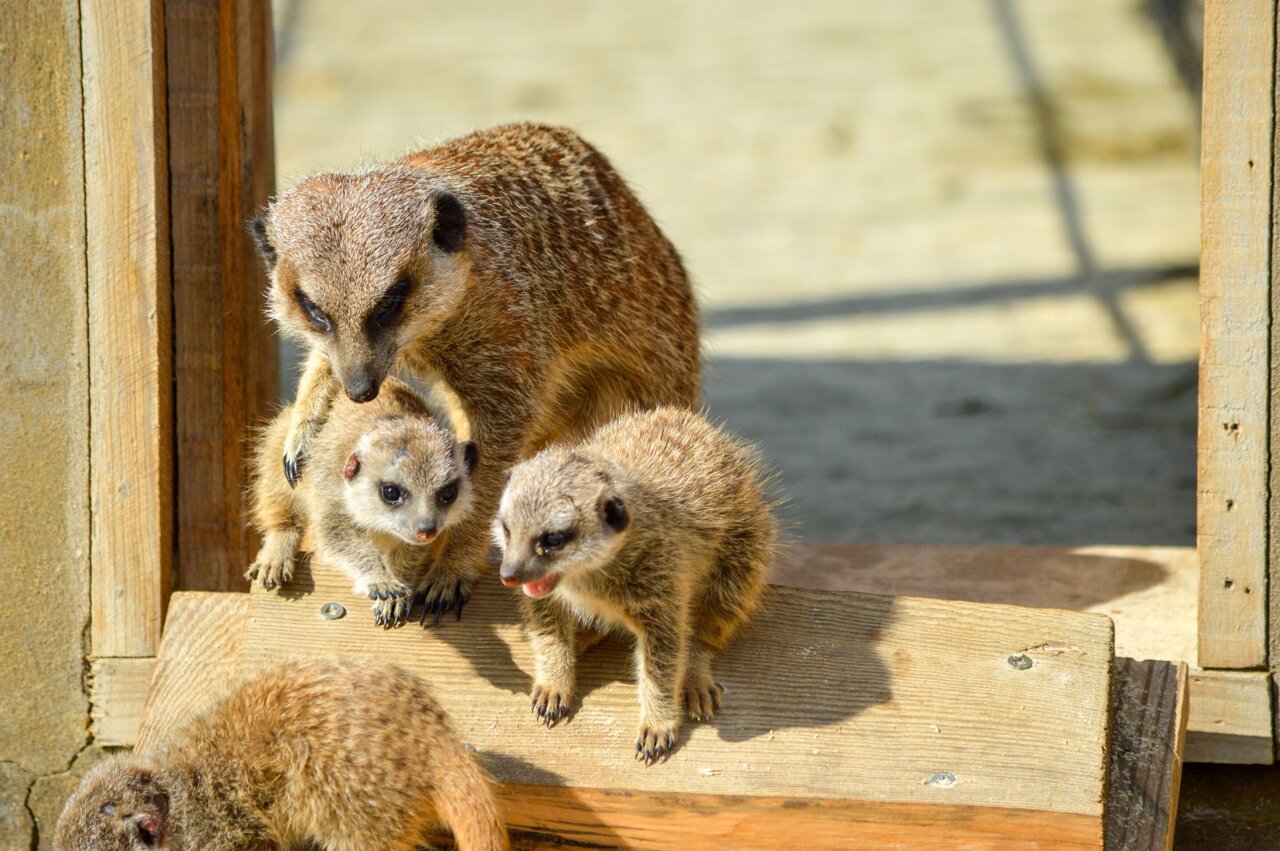 Some threatened species may miss out as zoos try to balance ...