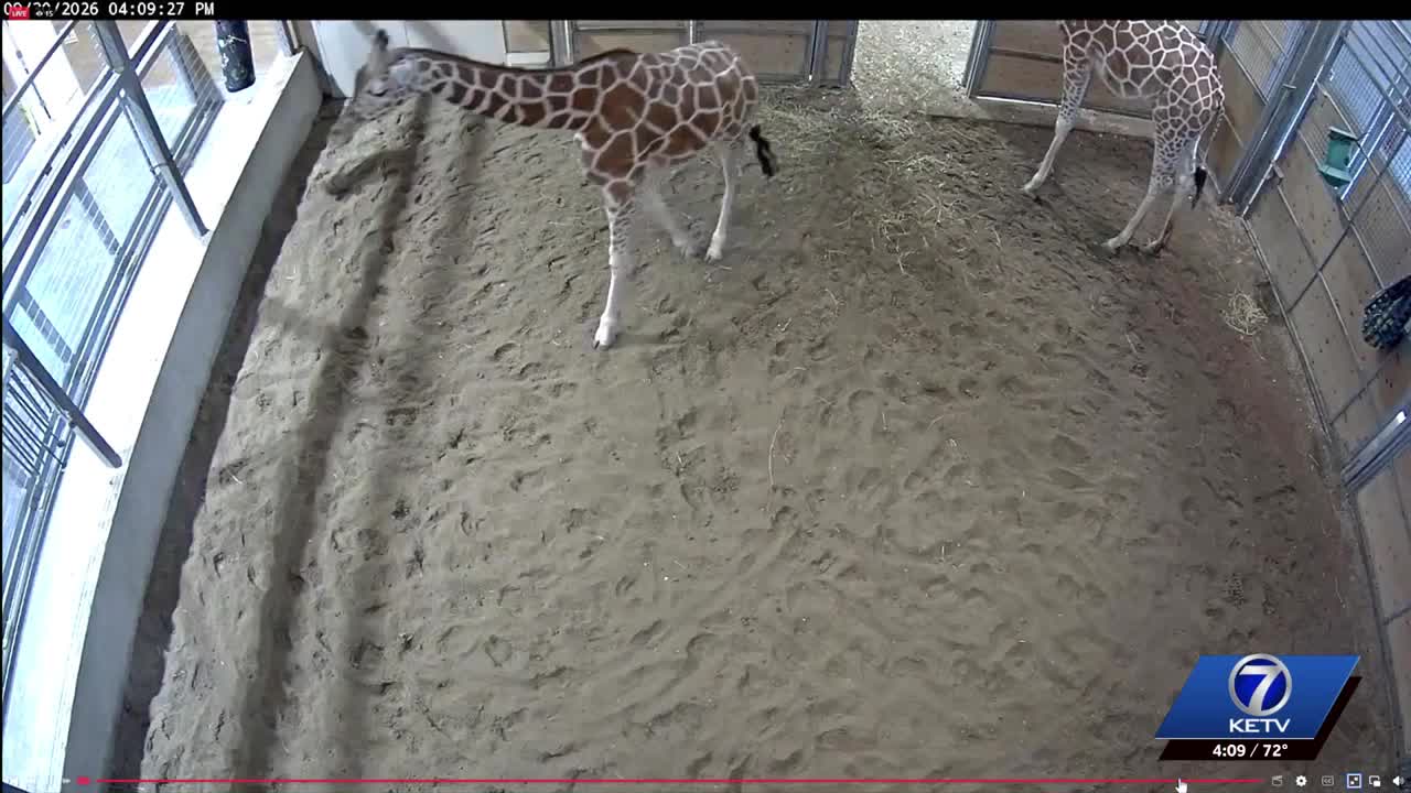 Blank Park Zoo in Des Moines offers livestream as giraffe Zola prepares ...
