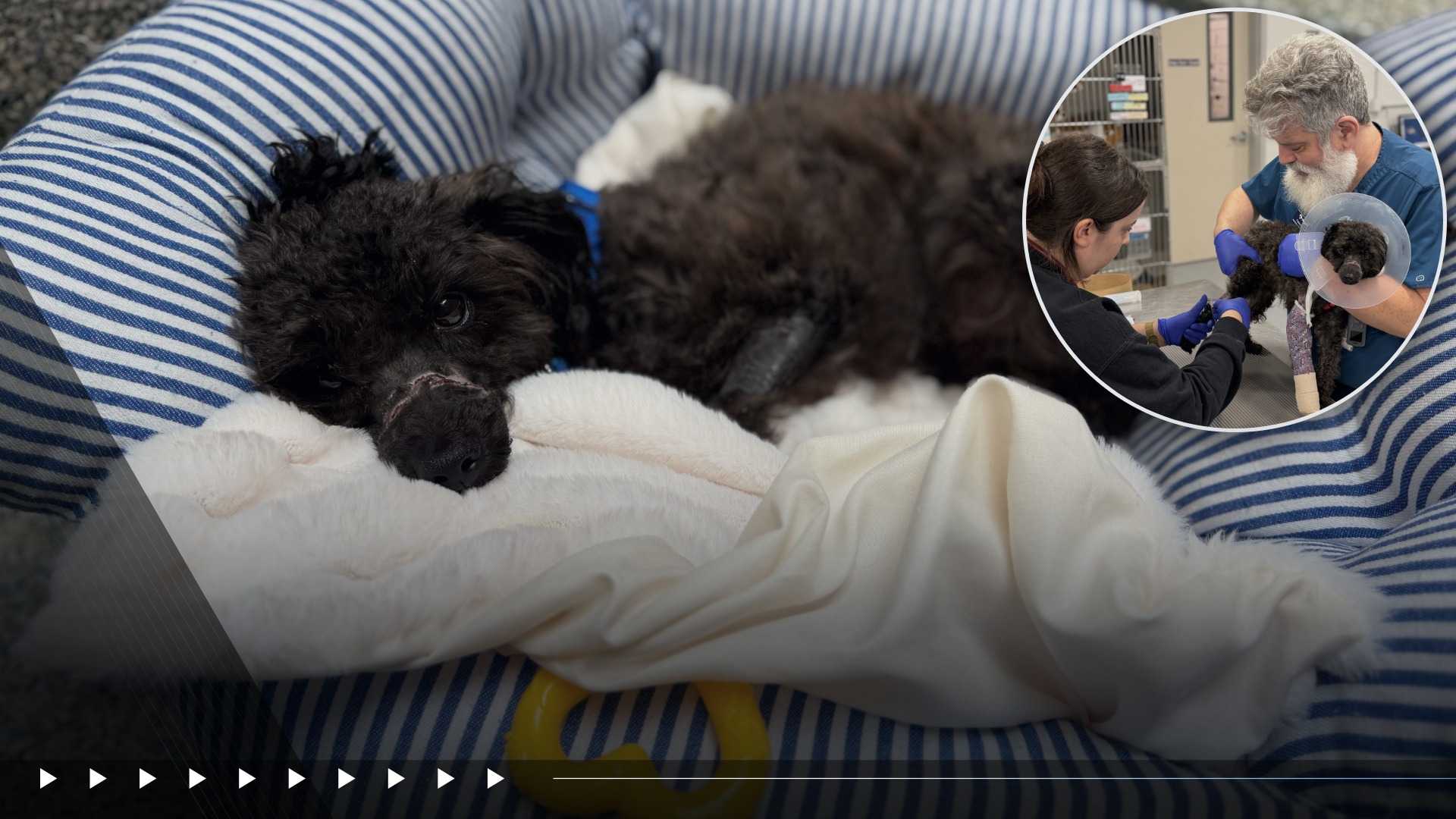 Injured dog found at Mass. mall ready to find new home, MSPCA says