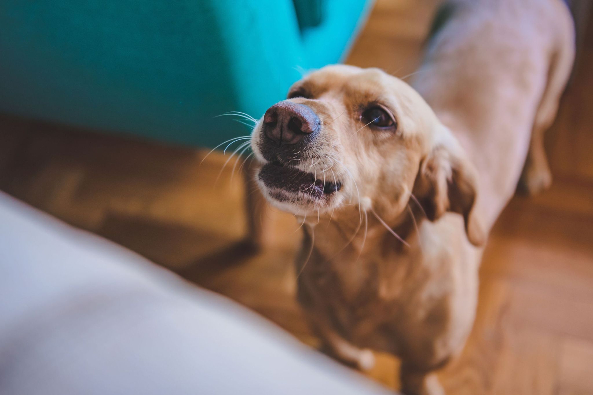 Your dog's bark may reveal more than you realize