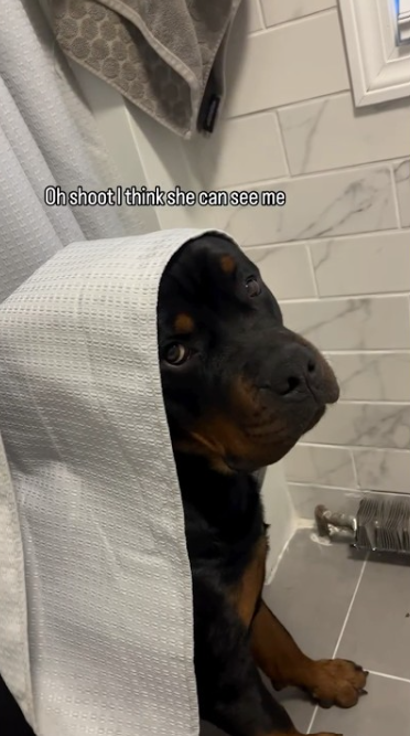 Funny Rottweiler puppy playing the goofy game
