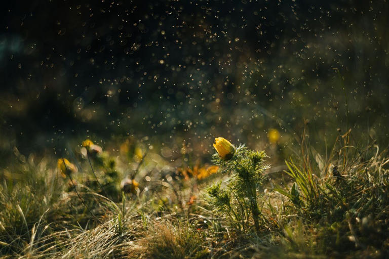 Pollen levels: What South Africa’s hay fever sufferers need to know