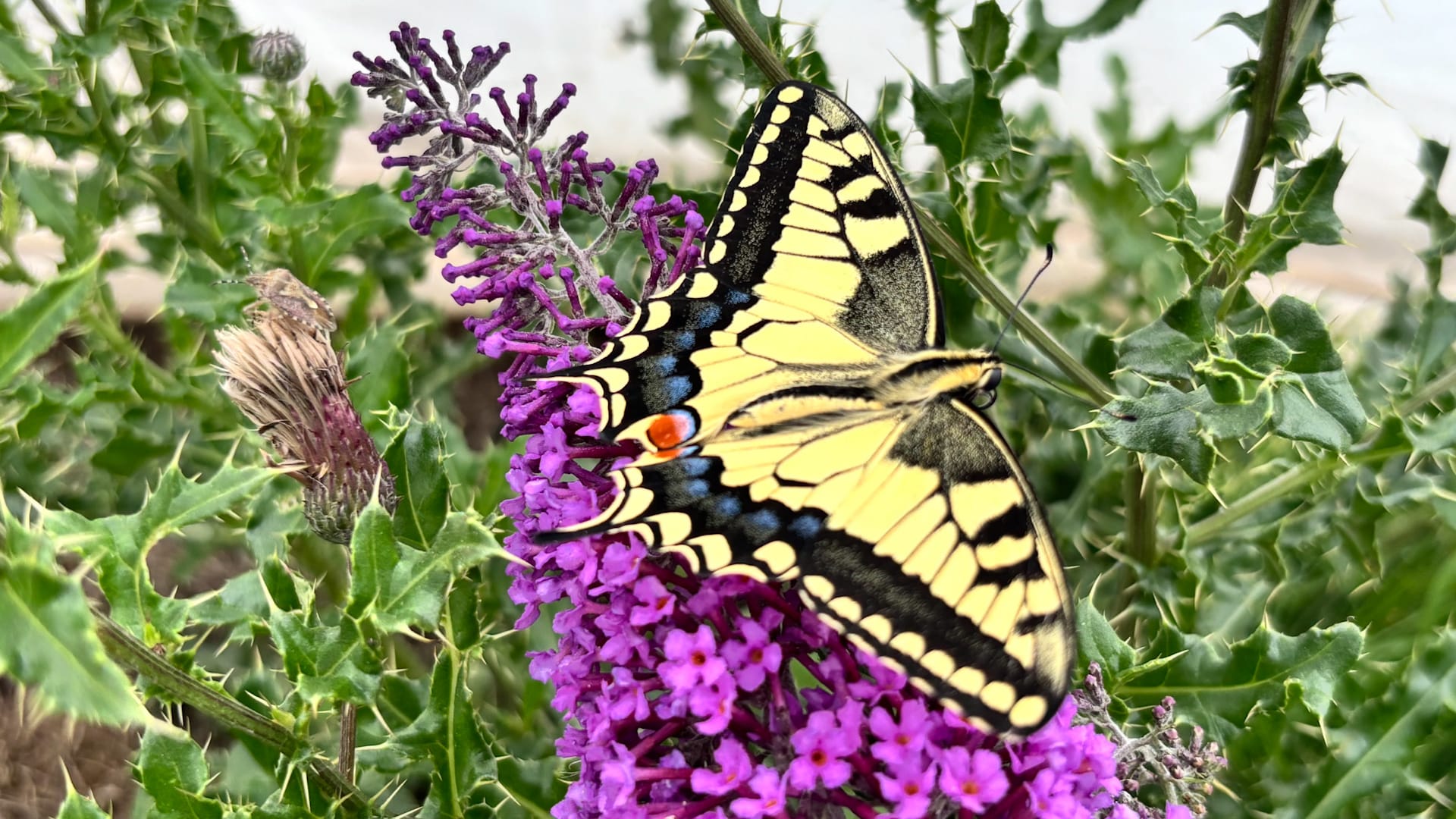 Butterflies use optical illusions to escape predators, reveals new research