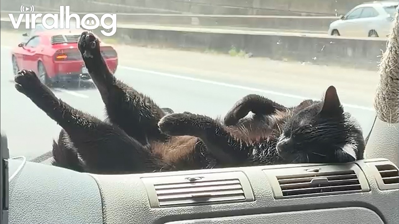 Black cat turns the dashboard into the perfect ride