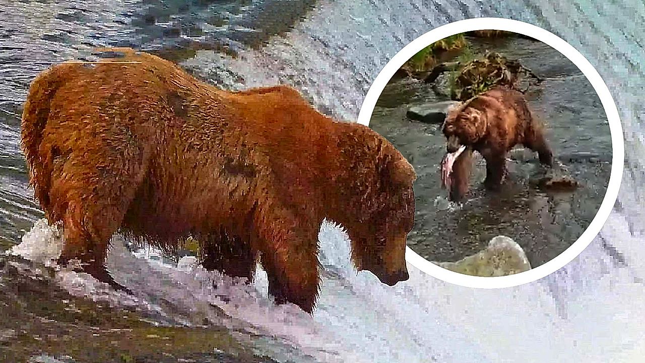 brown-bear-backpack-crowned-winner-of-alaska-s-fat-bear-week