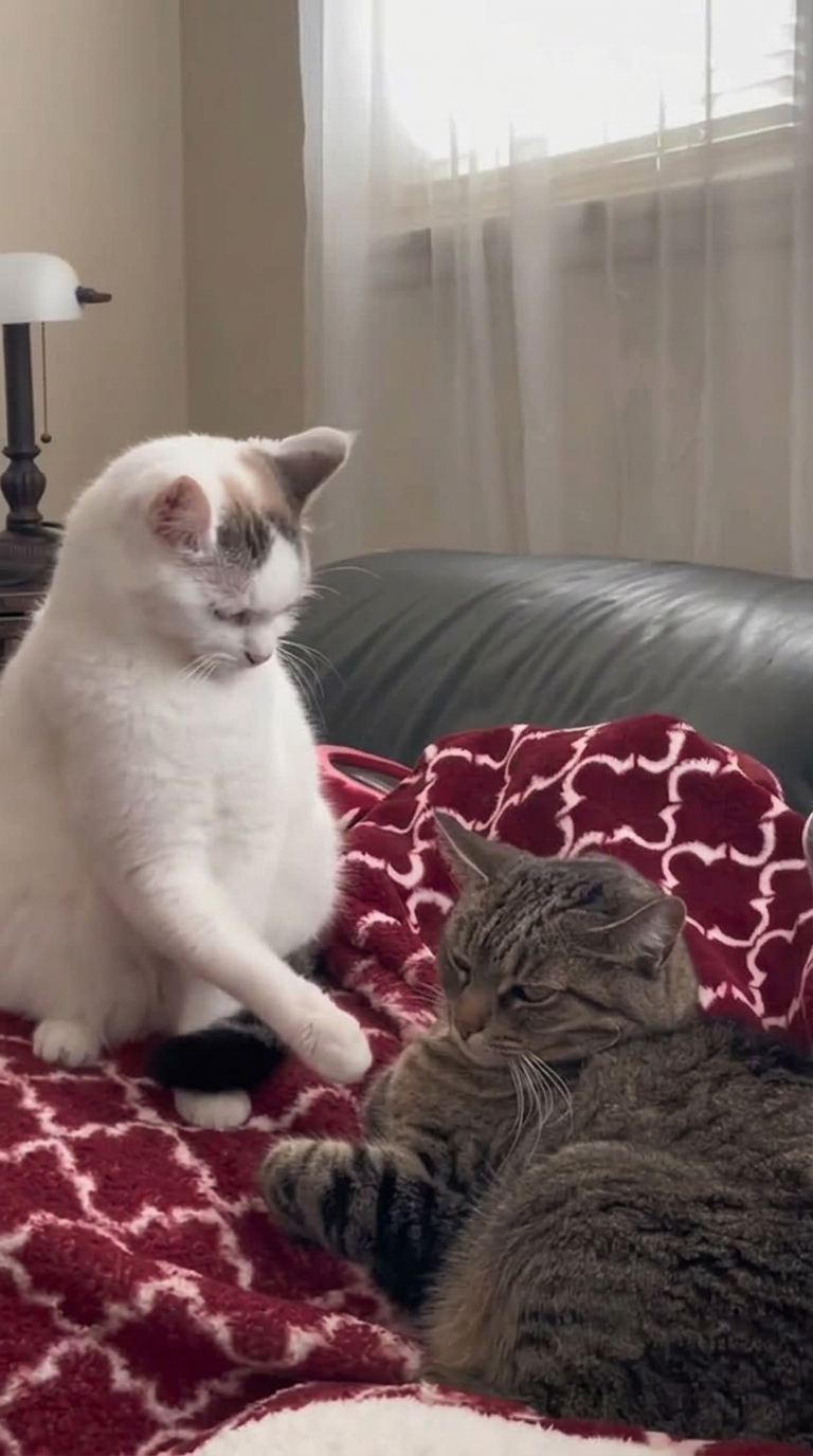 Cat chaos & more clips