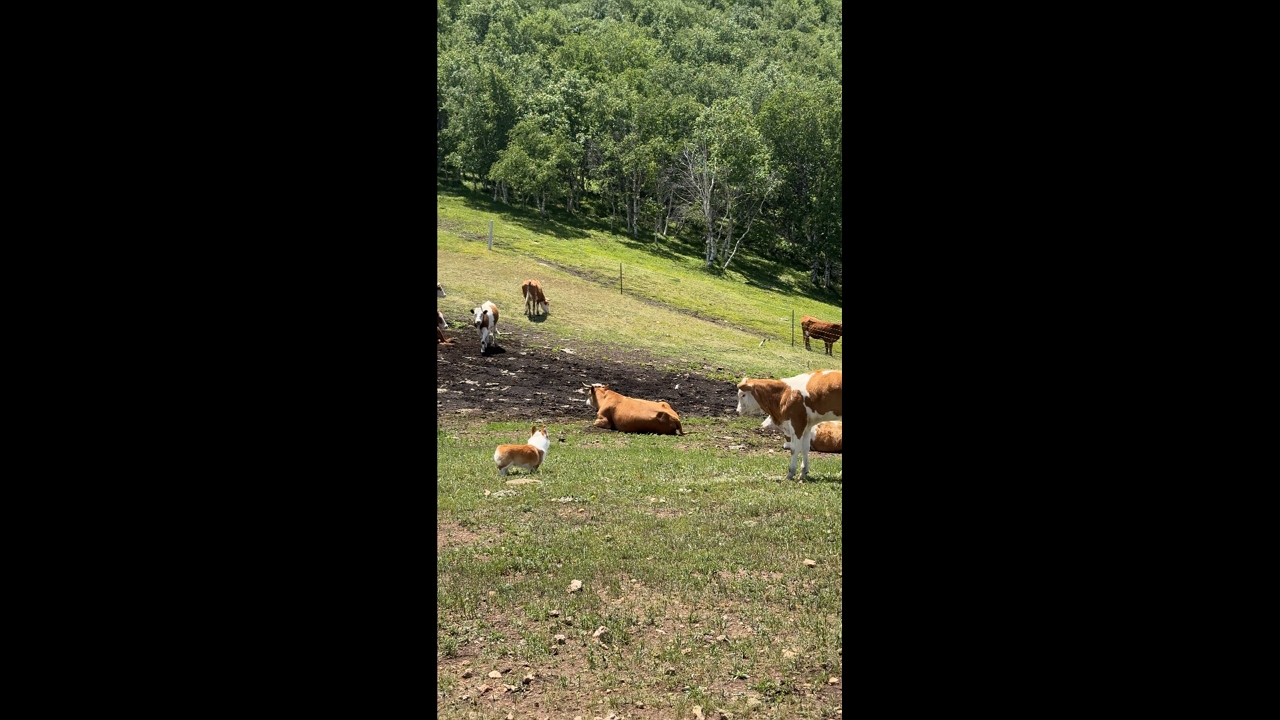 Corgi meets curious cattle on a grassy hill in Beijing