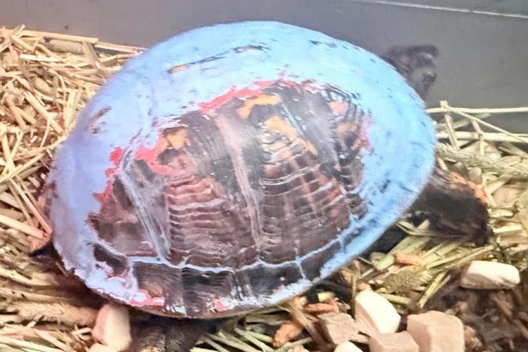 A turtle with a bright blue shell was found in Kentucky. Now wildlife ...