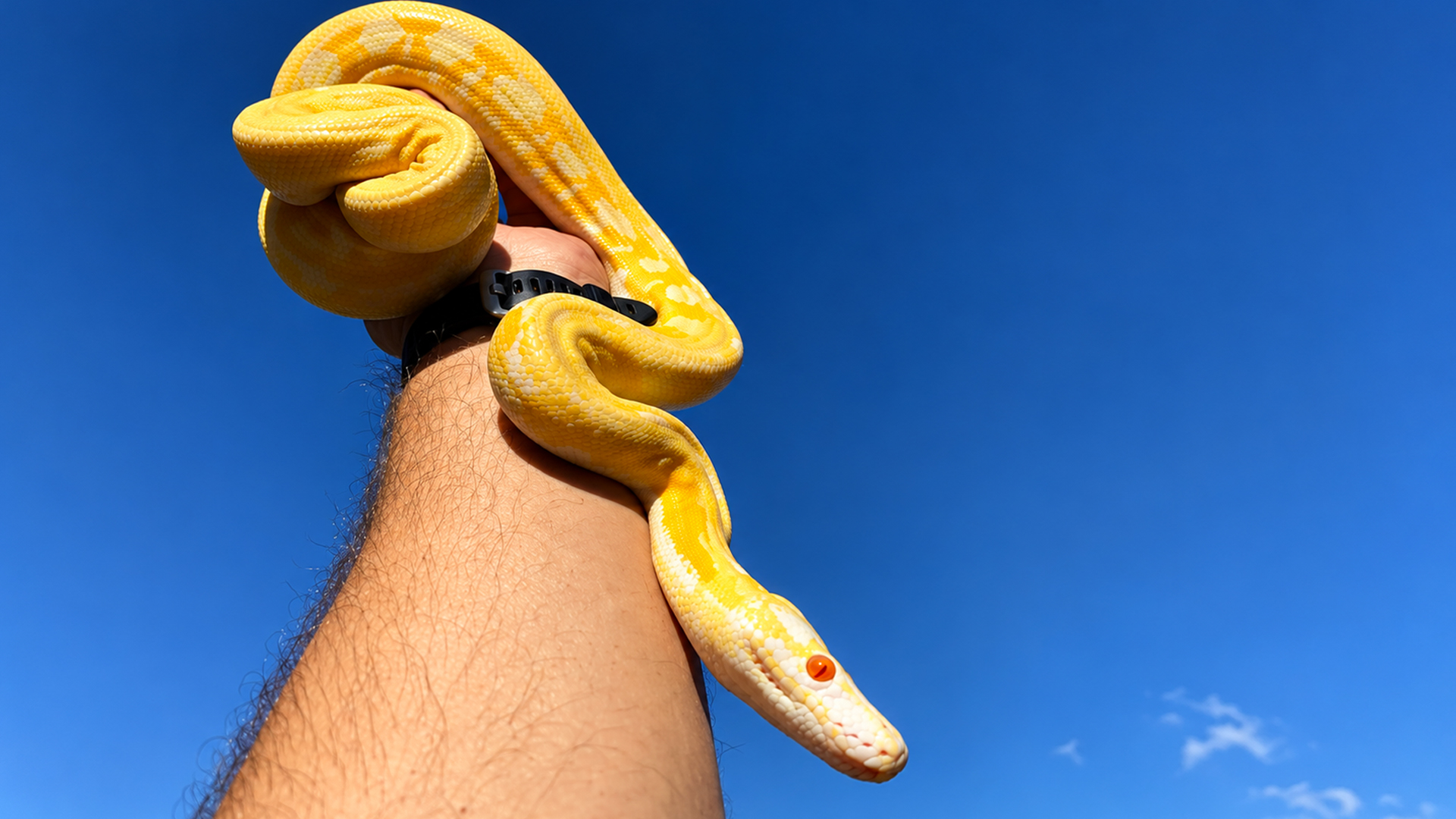Reticulated pythons with completely unique looks