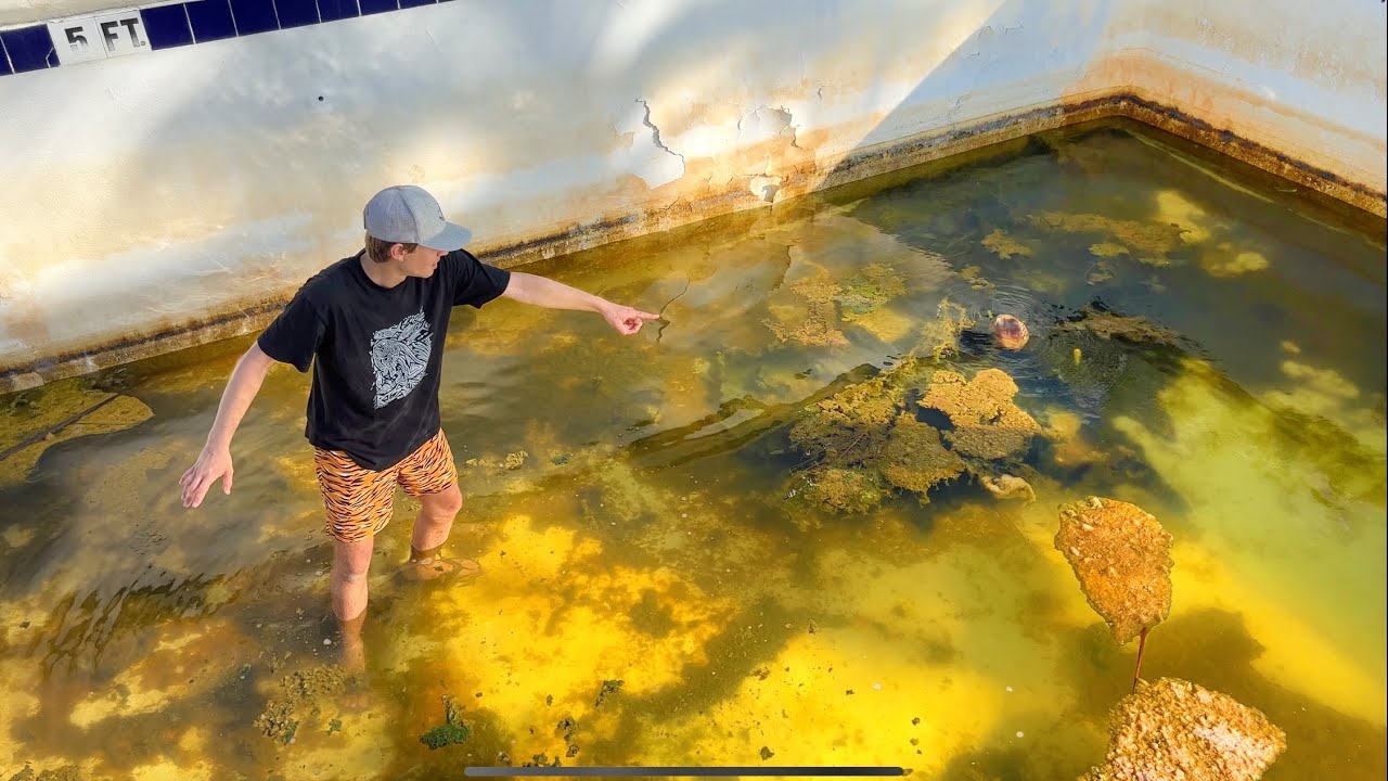 We discovered baby animals in an empty pool