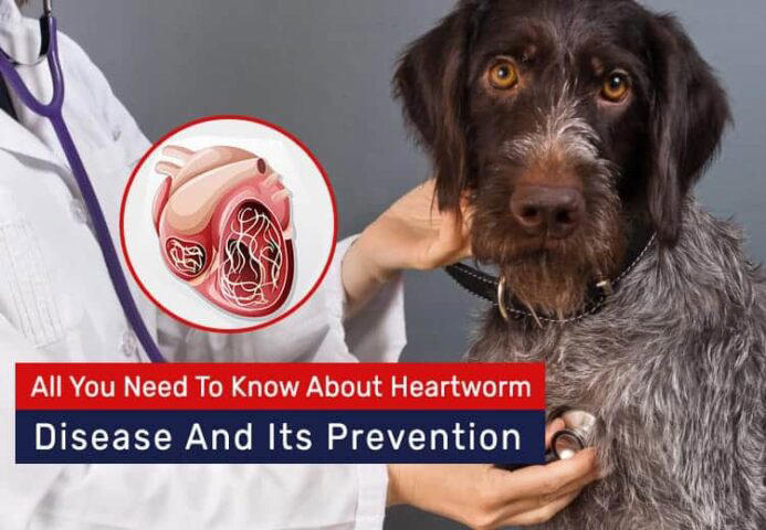 Don't stop now: Why fall is prime time for fleas, ticks, and heartworm risk