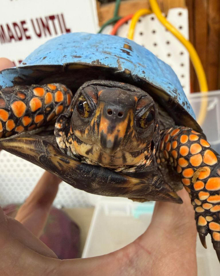A turtle with a bright blue shell was found in Kentucky. Now wildlife ...