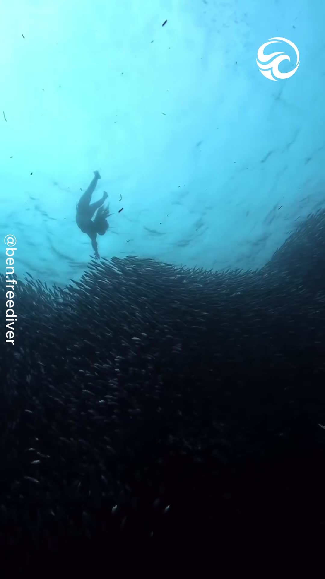 Freediver gets completely surrounded by thousands of fish