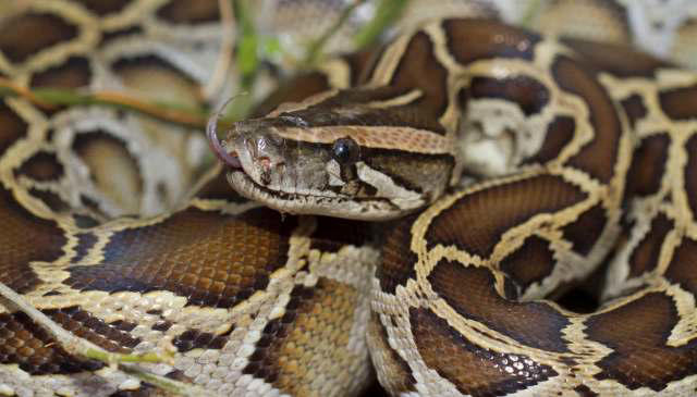 South Florida study tracked 350 Burmese pythons, found adults brooding ...
