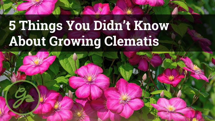 5 things you didn't know about clematis