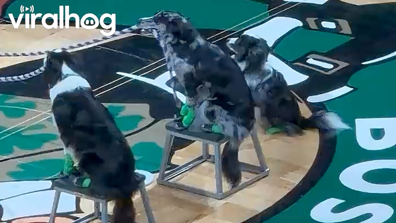 Dog hilariously joins a game of double Dutch