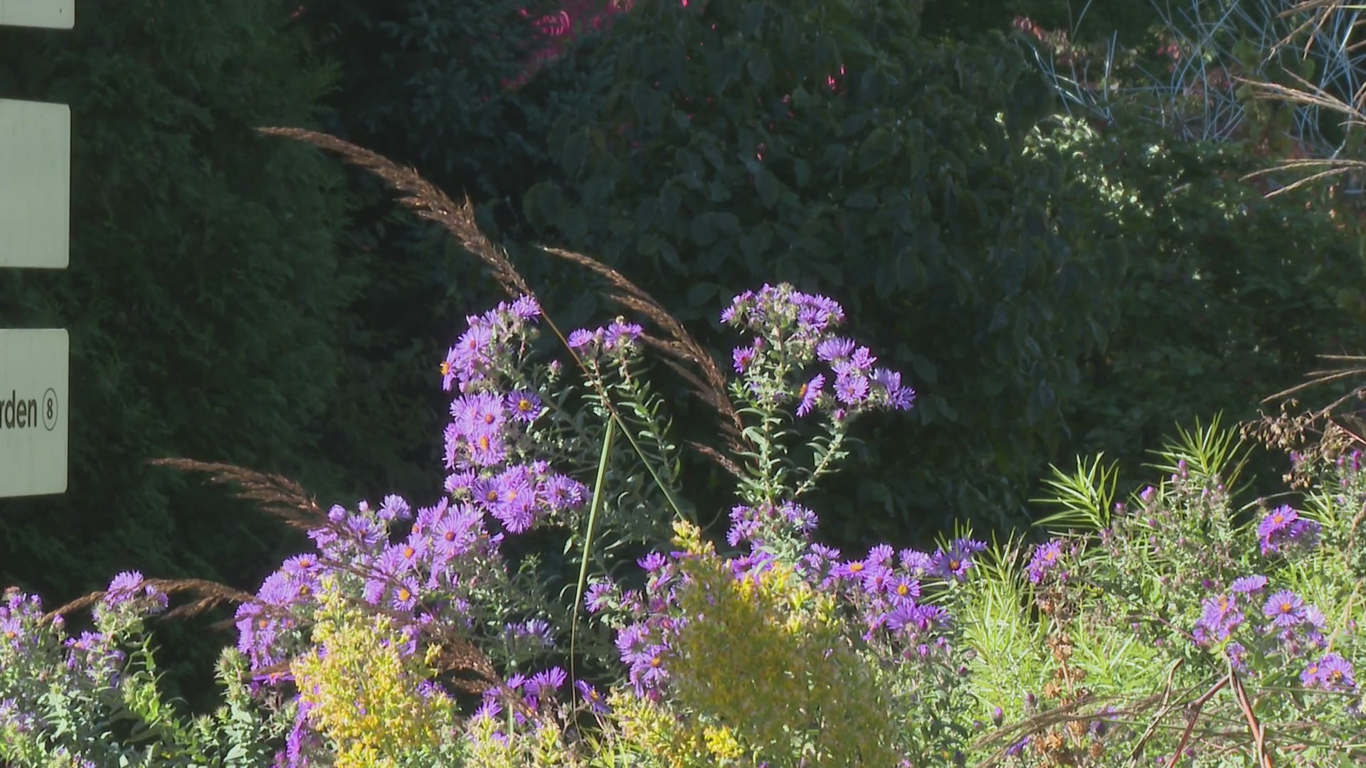 Sustainably speaking: Fall gardening tips to protect insects for the winter