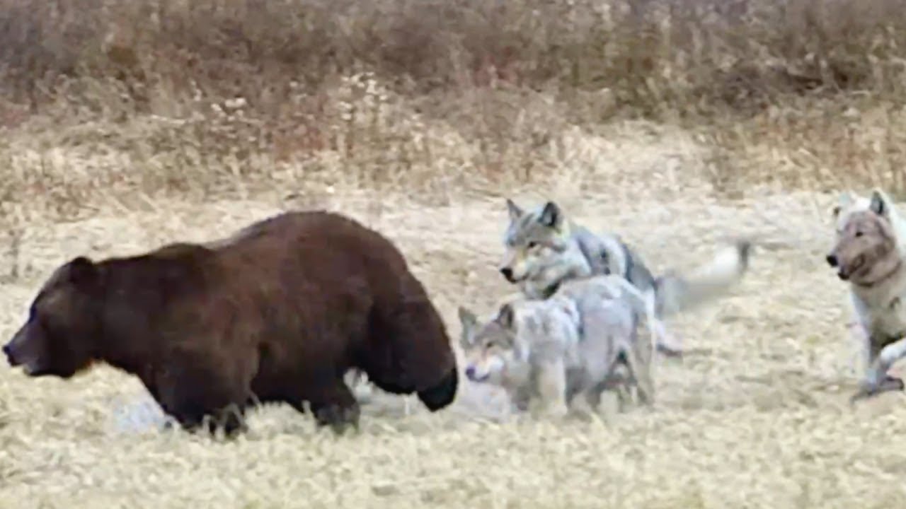Yellowstone bears' wildest moments