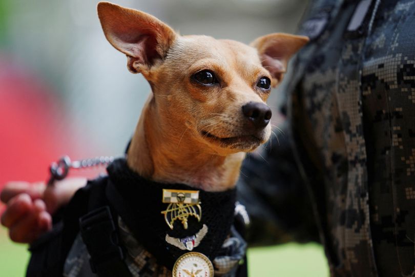 Chihuahua with protective glasses and head camera joins National Guard