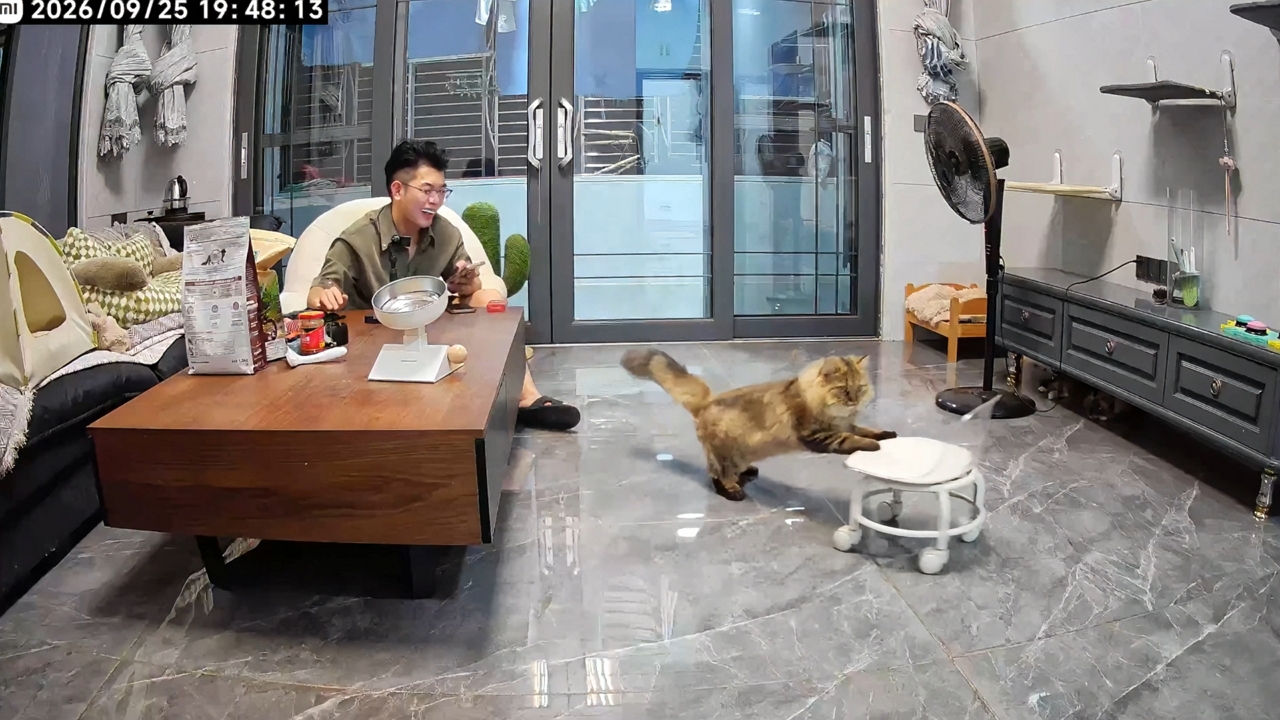 Cat pushes rolling chair while climbing down table