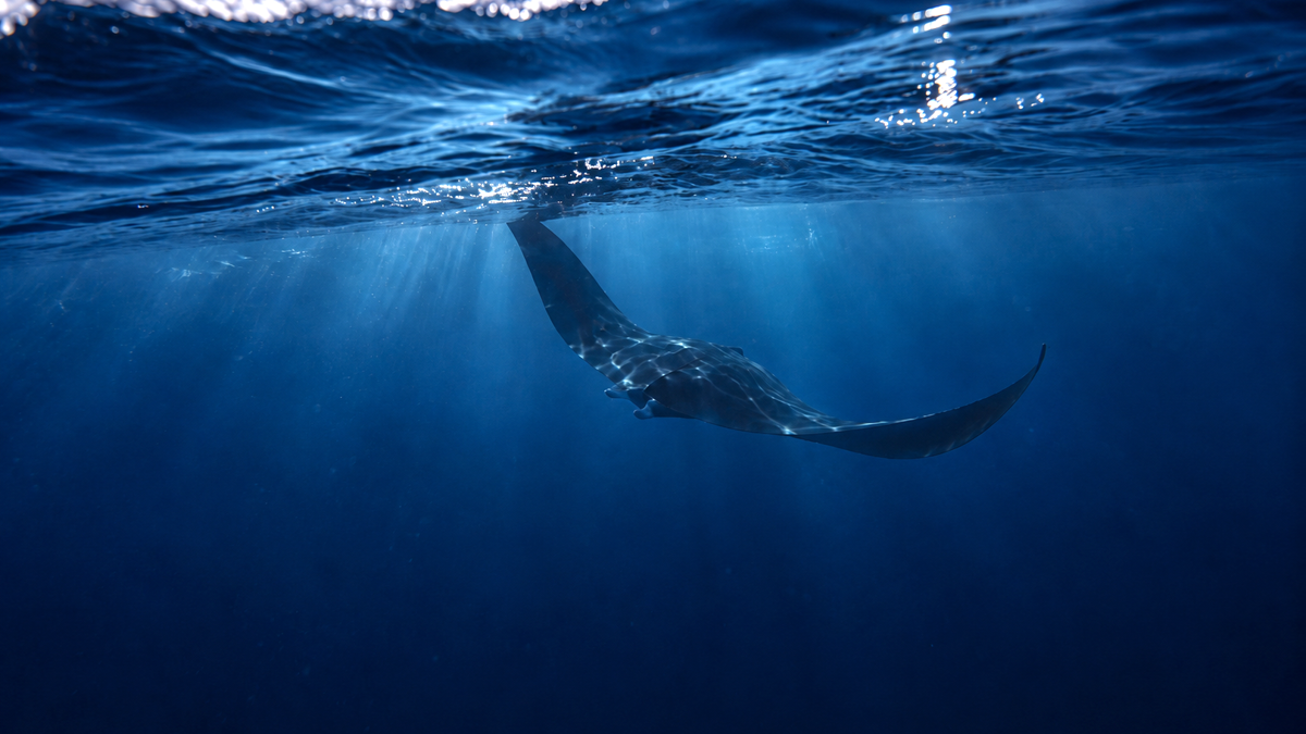29-foot endangered manta ray stuns San Diego as tropical waters surge ...