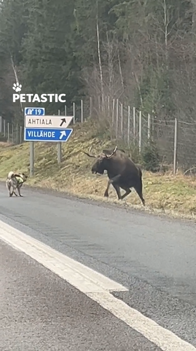 Moose and hunting dog engage in unusual highway confrontation