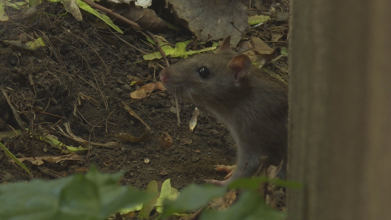 Mice and rats causing an alarming amount of calls, says PEI pest ...