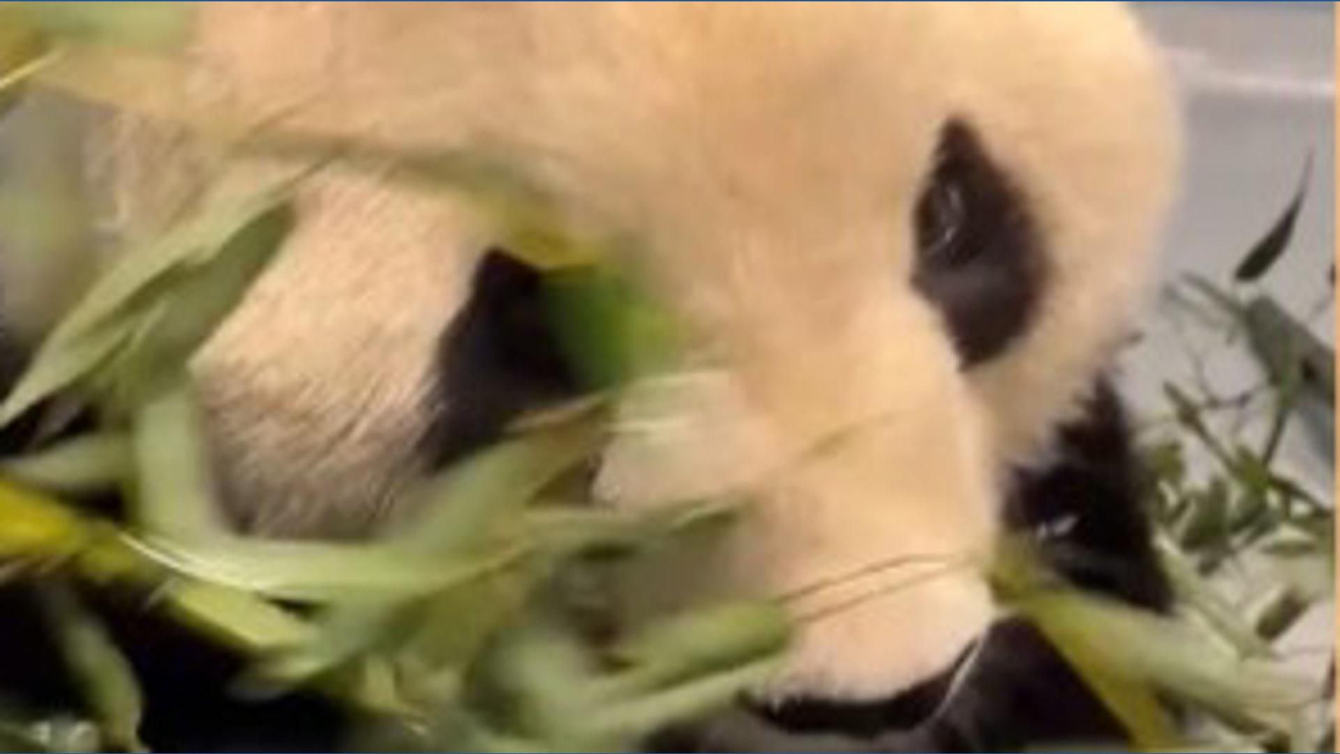 First look at new giant panda at Zoo Atlanta