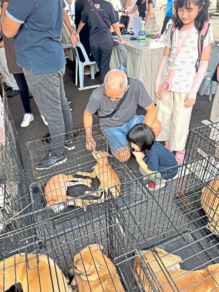 Developer, NGOs collaborate for dog adoption event