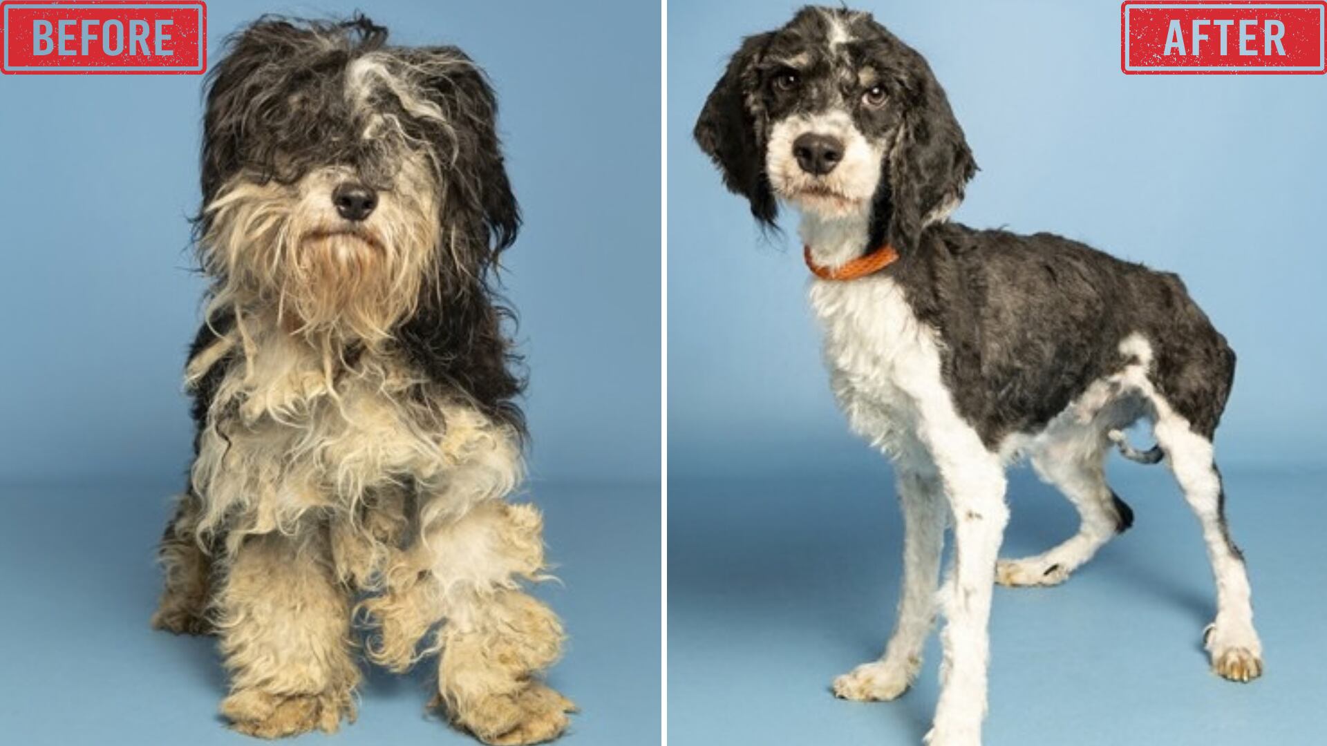 Dogs abandoned at Phoenix VRBO home ready for foster families