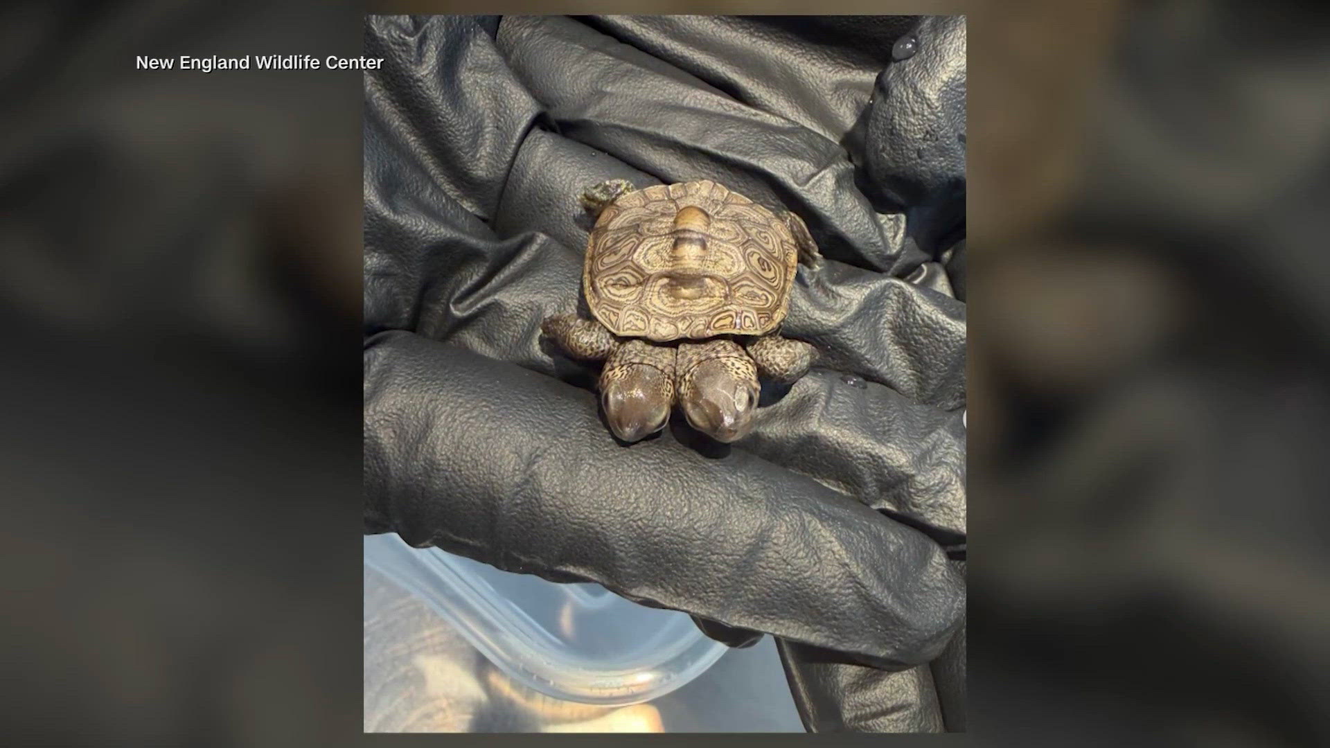 Meet the rare two-headed diamondback turtle discovered on Cape Cod