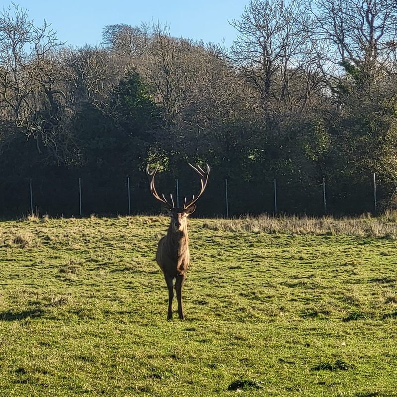 A year on, no arrests or charges brought in Irish red stag beheading ...