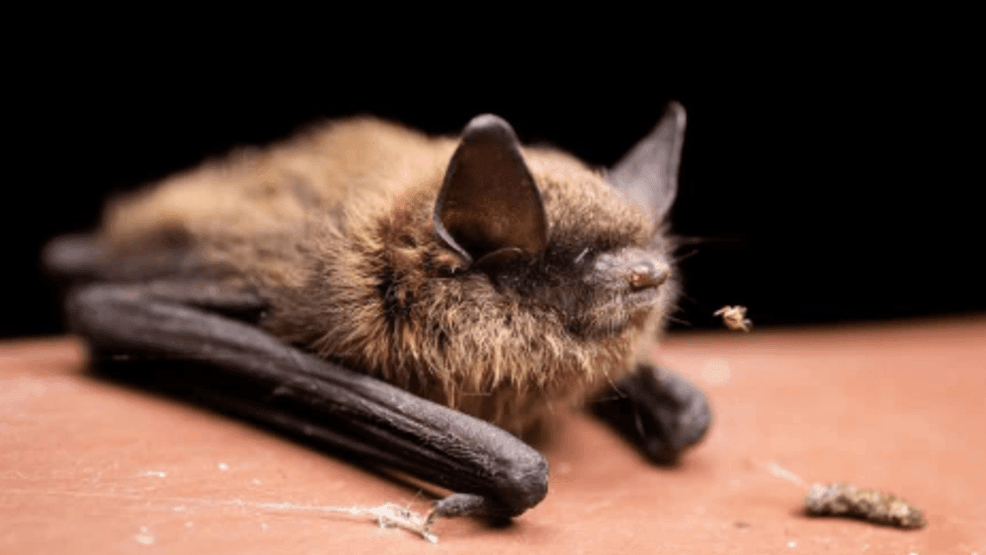 Fourth rabies-positive bat exposure in two months prompts new warning ...