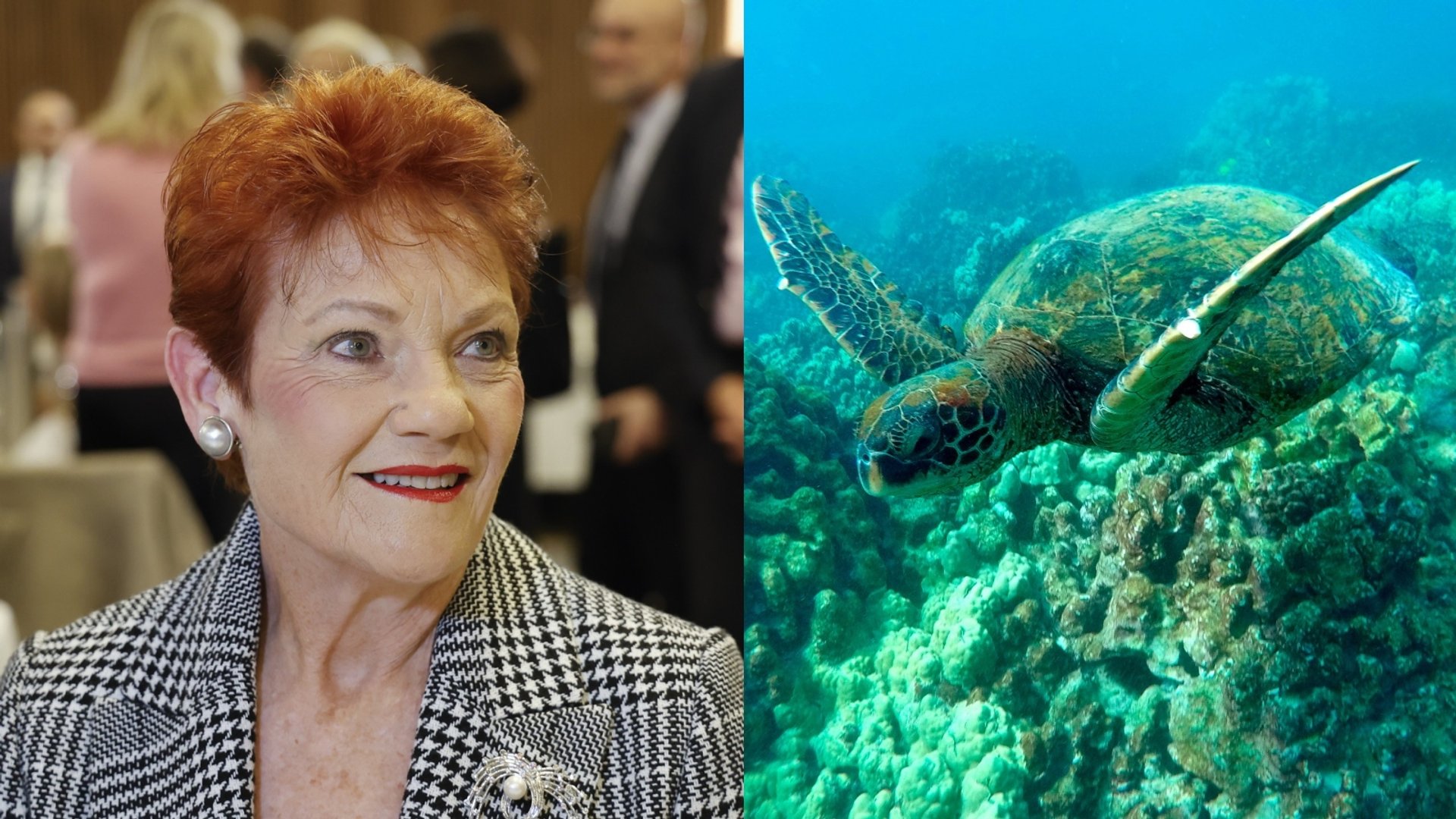'Please explain': Hanson left baffled by Shoebridge's 'turtle on a post ...