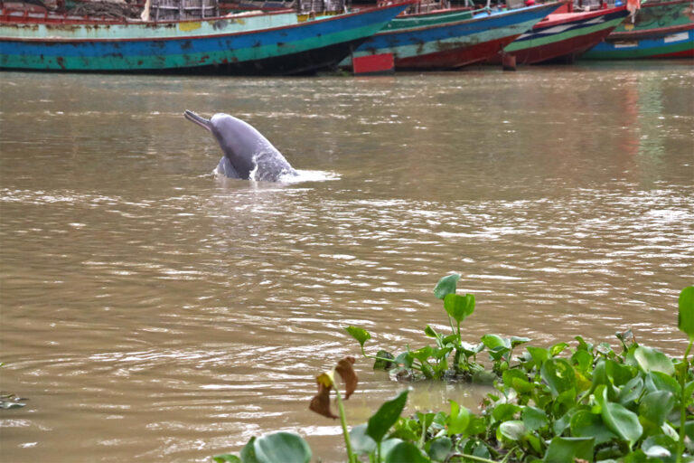 Endangered dolphins survive in a Bangladesh river so polluted it’s not ...