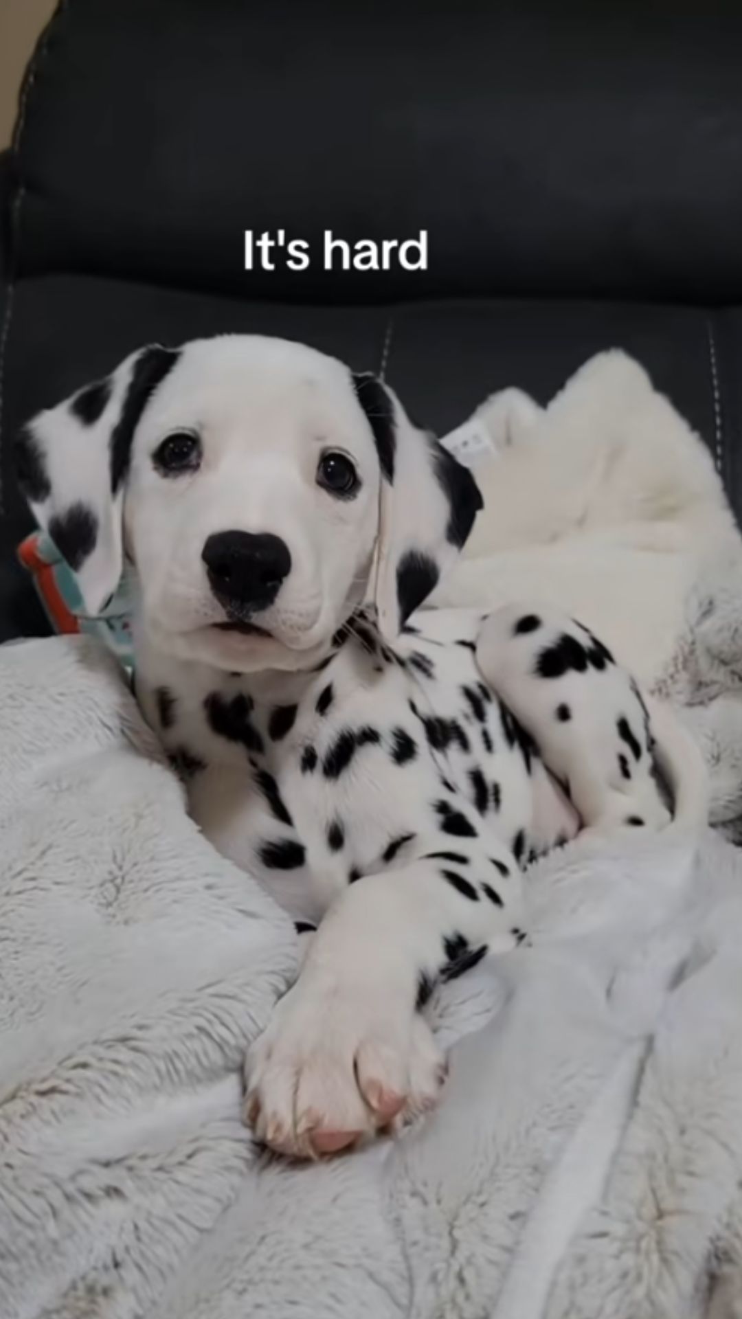 Dalmatian puppy gives an adorable head tilt