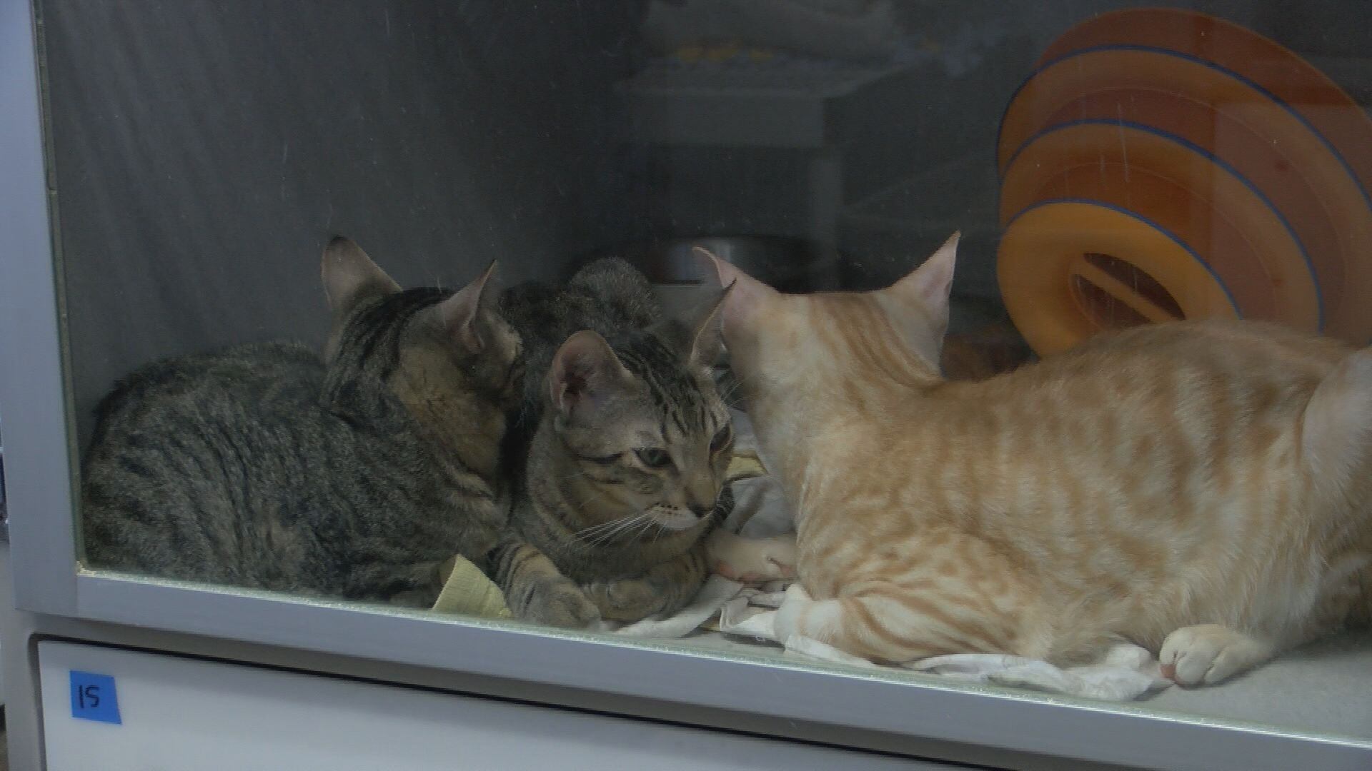Kauai Humane Society saw jump in animal intakes days after Hurricane Lowell