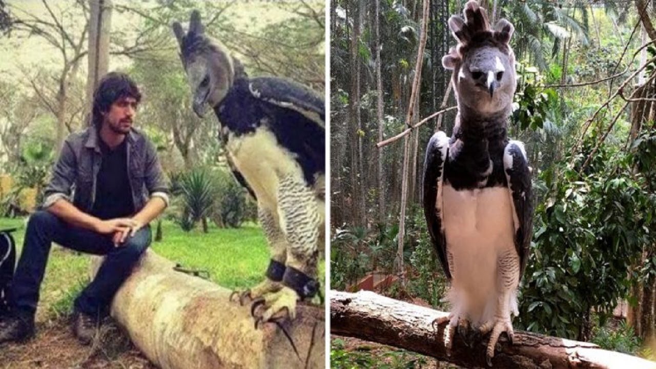 This is the harpy eagle, a bird so big you may mistake it for a person ...