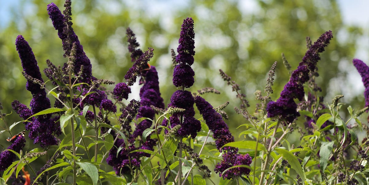 8 plants to prune in October for stronger, healthier growth next year ...