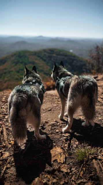 That husky story is too funny to make up