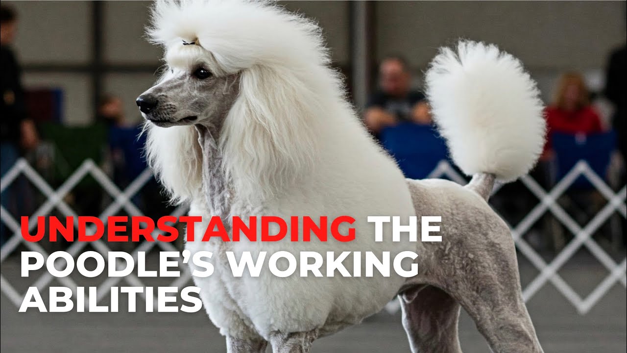 Watch these amazing standard poodles dominate the show ring!