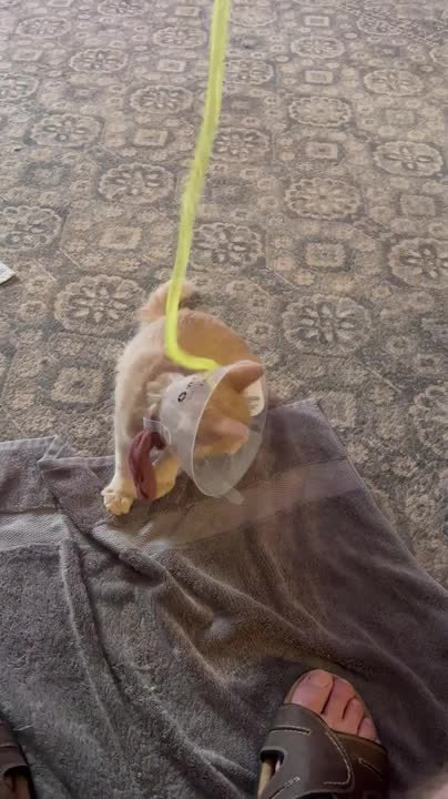 Two cone-wearing cats play with toy