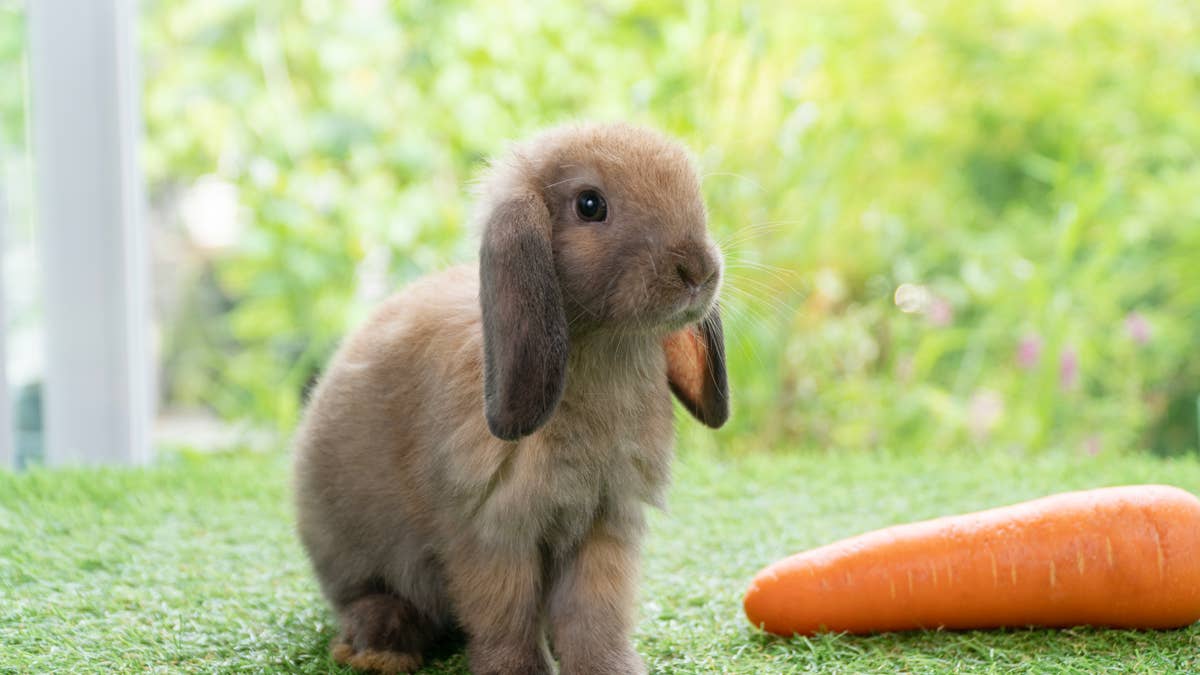 Baby bunny learning to flop commits to the bit so hard, viewers can't ...
